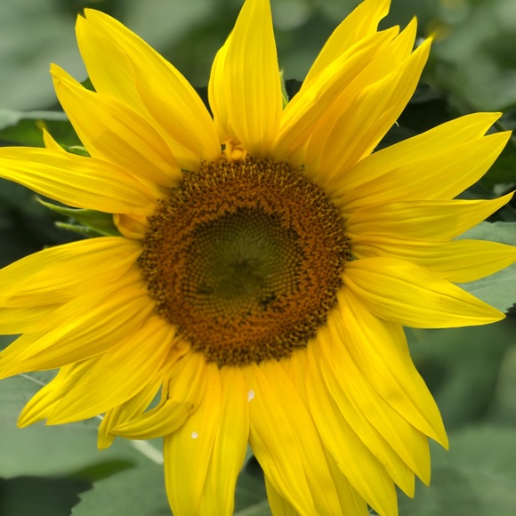 Meet your Posher - Picture 4 of 4